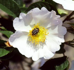 oxythyrea funesta su un fiore