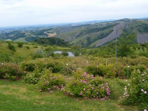 Il giardino delle rose