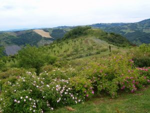 Il giardino delle rose di montagnana