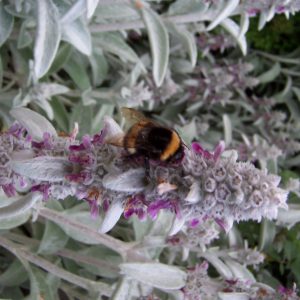 Bombus - Bombi su stachys lanata