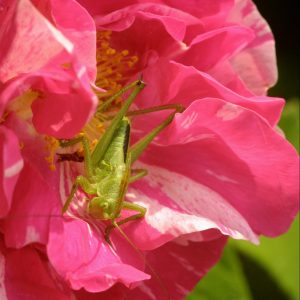 Yersinella raymondi su una rosa