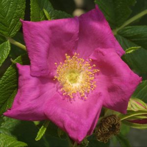 rosa rugosa