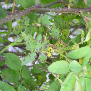 ticchiolatura della rosa