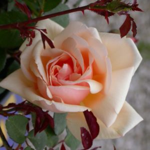 rosa