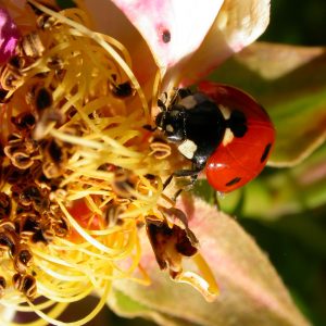 coccinella su un fiore