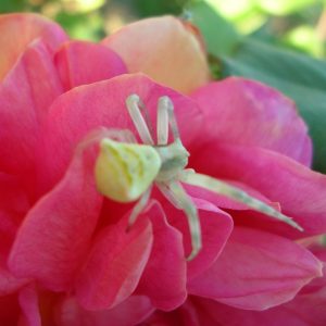 Misumena vatia su una rosa