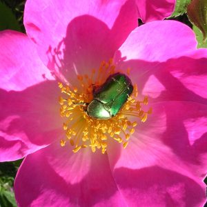 cetonia aurata su una rosa