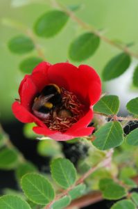 Bombo dentro un fiore 