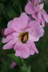 cetonia aurata su rosa