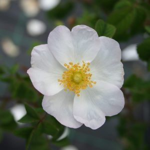 rosa mascipula