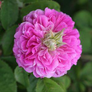 Rosa affetta da anomalia