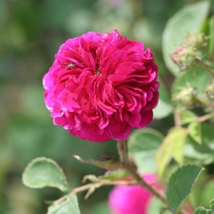 rosa